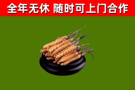 攀枝花市回收散虫草